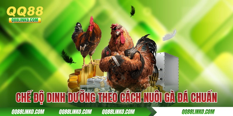 Cách Nuôi Gà Đá Sao Cho Mạnh Khoẻ Và Đánh Đâu Thắng Đó 2 Chế độ dinh dưỡng theo cách nuôi gà đá chuẩn