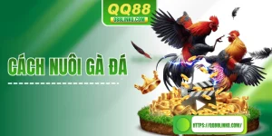 Cách Nuôi Gà Đá Sao Cho Mạnh Khoẻ Và Đánh Đâu Thắng Đó